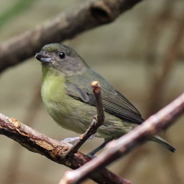 Violaceous Euphonia
