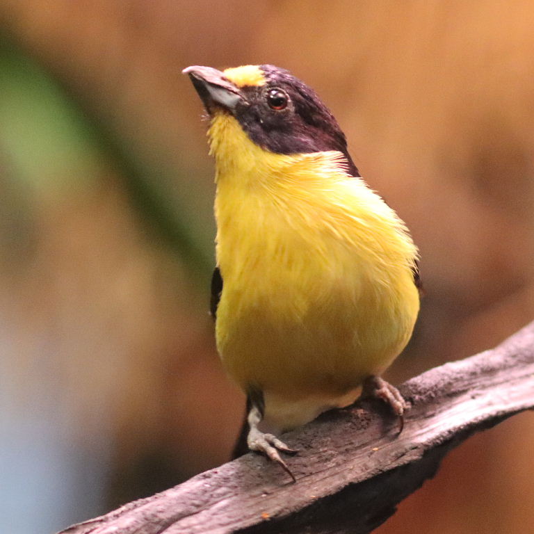 Violaceous Euphonia