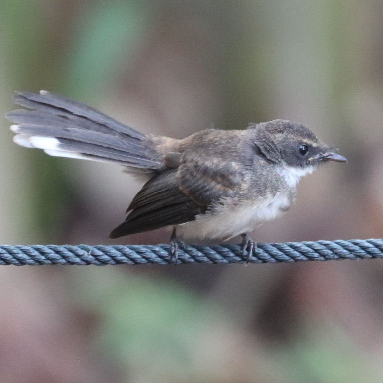Malaysian Pied Fantail