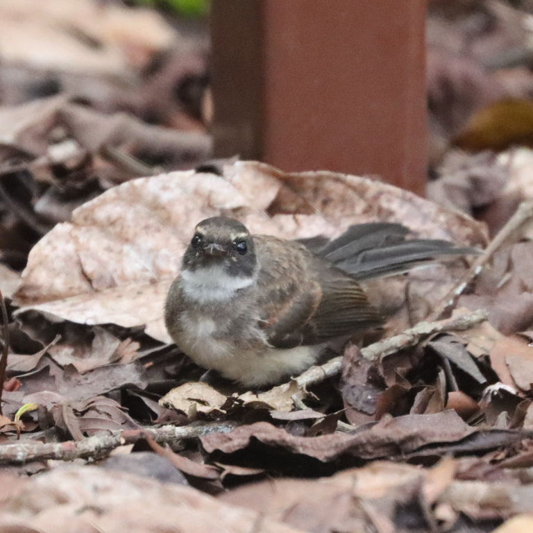 Malaysian Pied Fantail