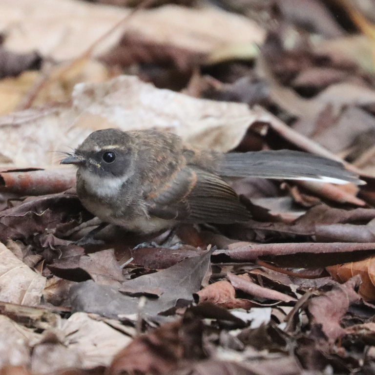 Malaysian Pied Fantail
