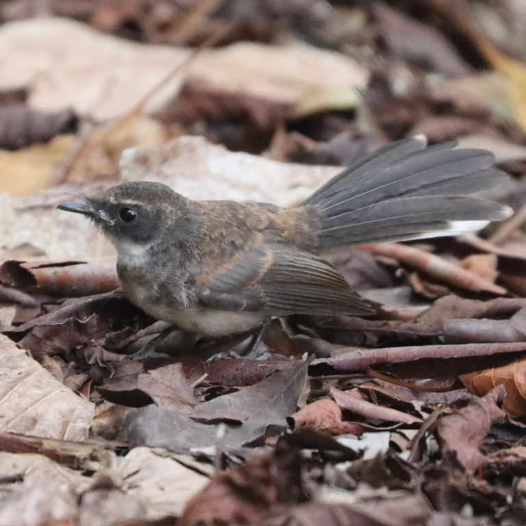Malaysian Pied Fantail