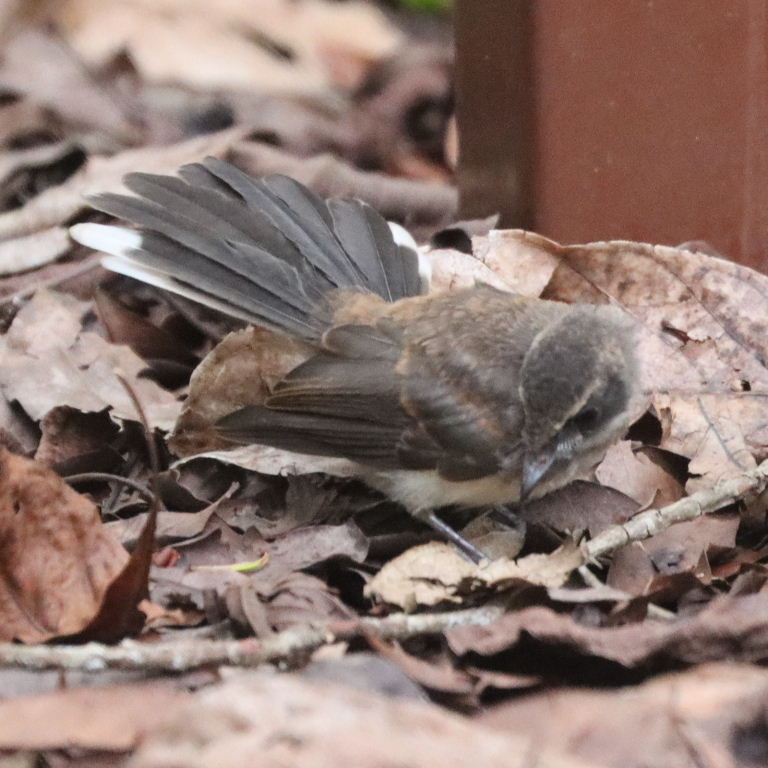 Malaysian Pied Fantail