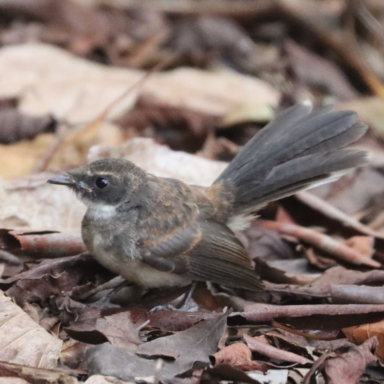 Malaysian Pied Fantail