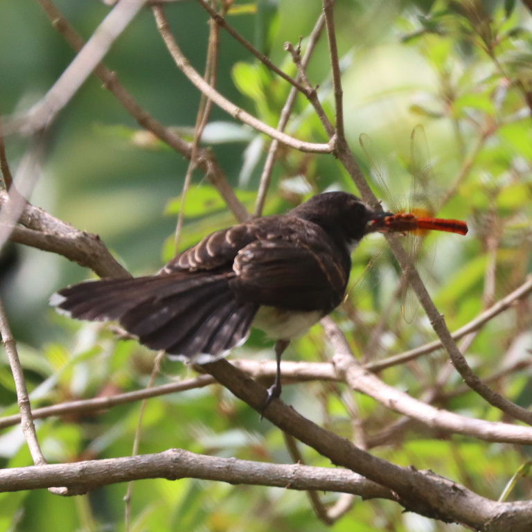 Malaysian Pied Fantail with dragonfly, Singapore