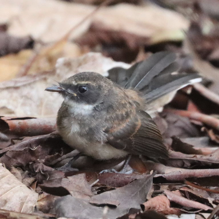 Malaysian Pied Fantail