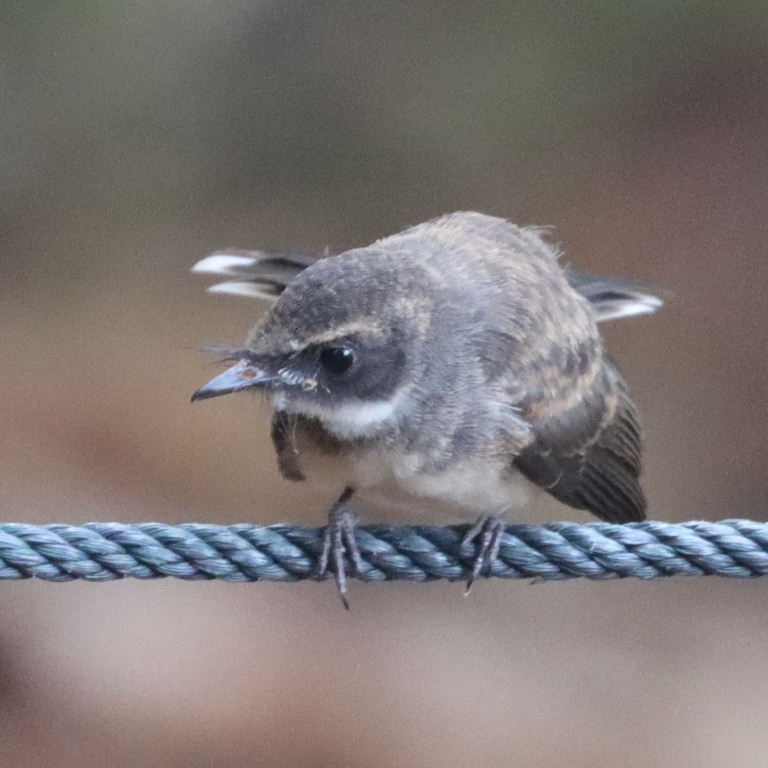 Malaysian Pied Fantail