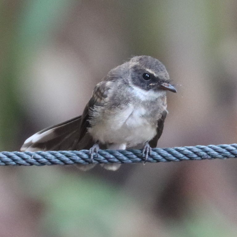 Malaysian Pied Fantail