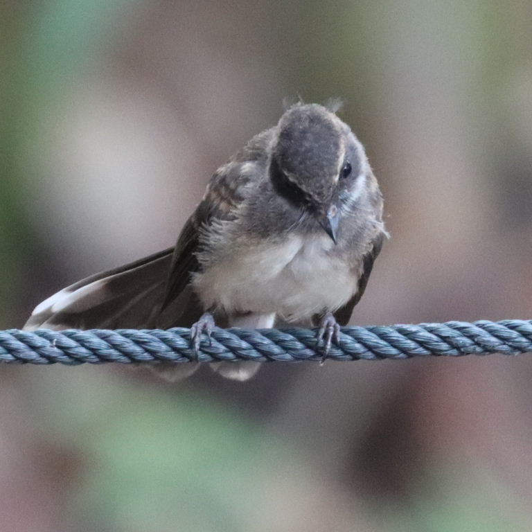Malaysian Pied Fantail
