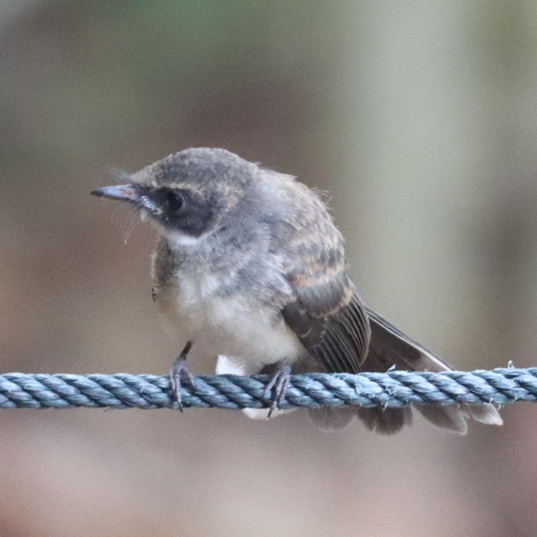 Malaysian Pied Fantail