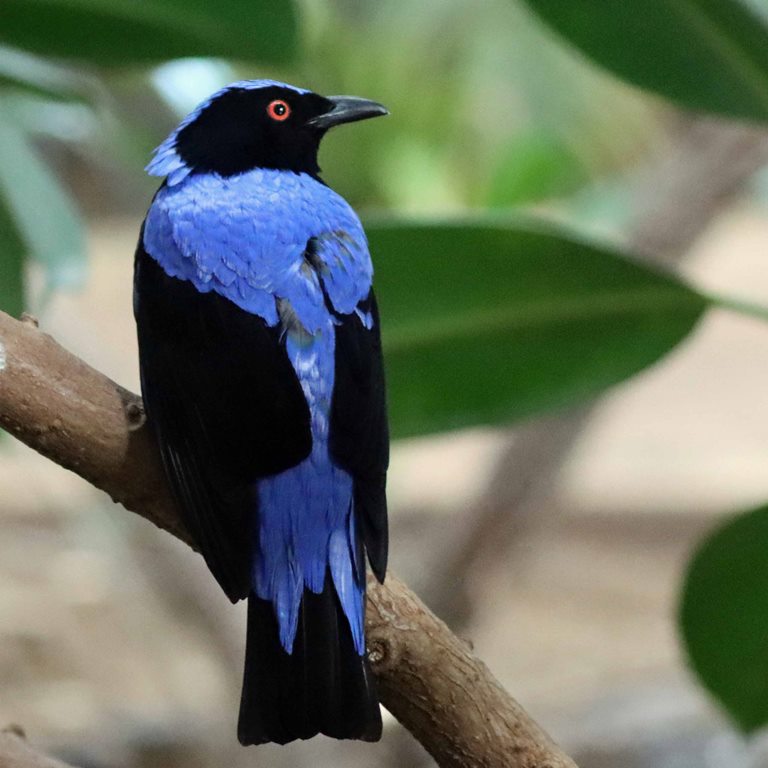 Asian Fairy Bluebird male