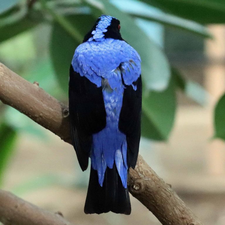 Asian Fairy Bluebird