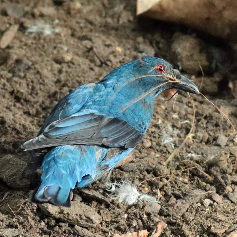 Asian Fairy Bluebird