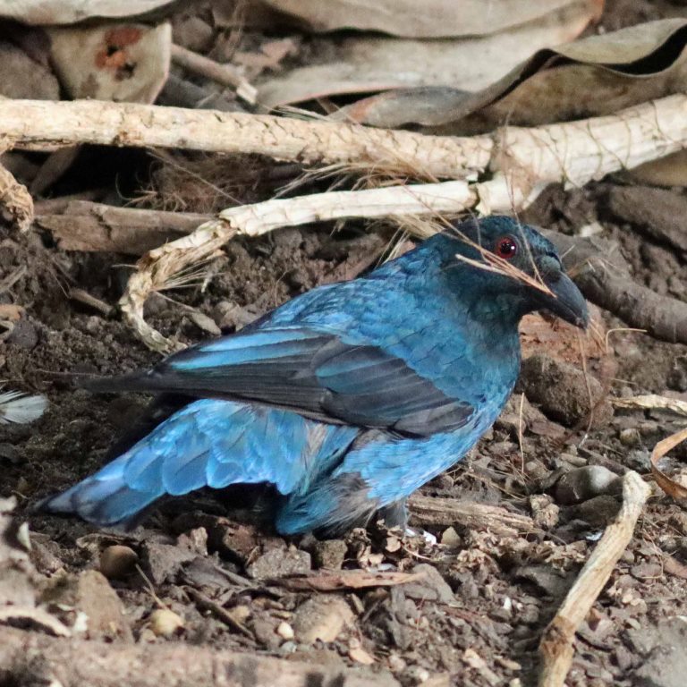 Asian Fairy Bluebird female