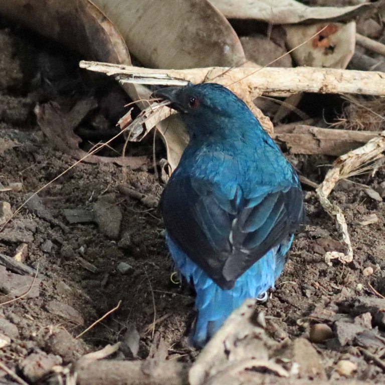 Asian Fairy Bluebird