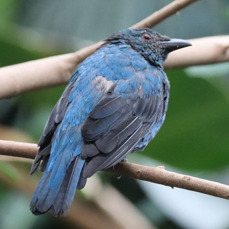 Asian Fairy Bluebird