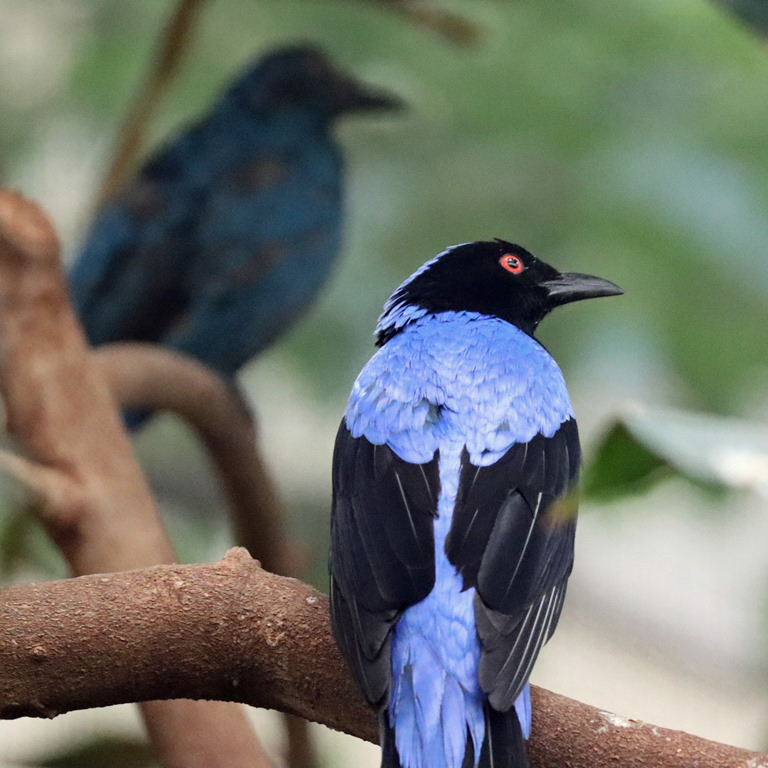 Asian Fairy Bluebird