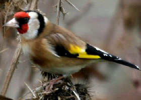 European Goldfinch