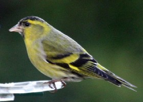 Eurasian Siskin