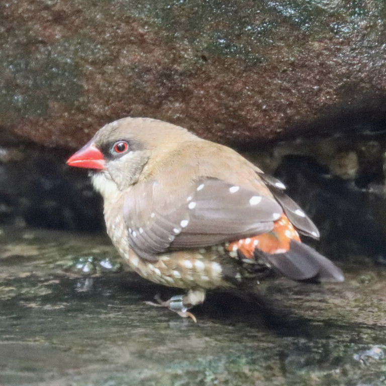 Red Avadavat