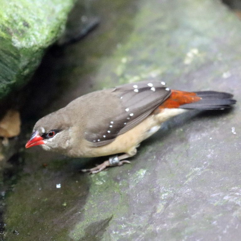 Red Avadavat