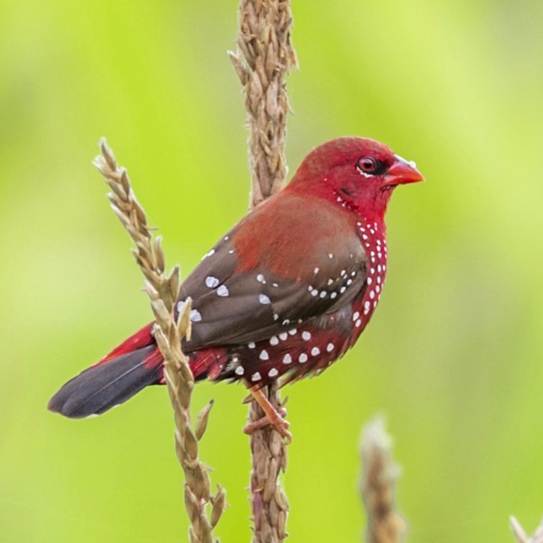 Red Avadavat male