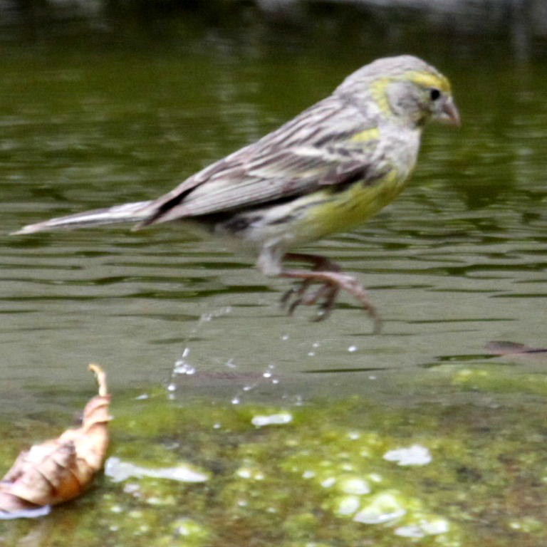 Canary taking bath