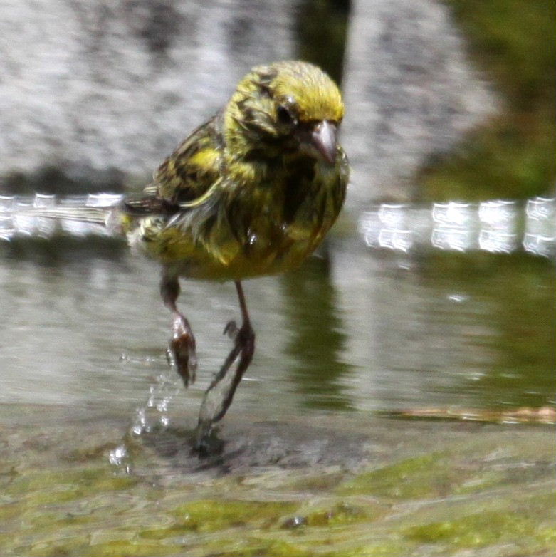 Canary taking bath