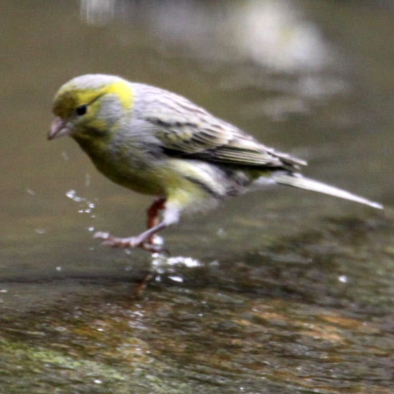 Canary enjoyinging bath