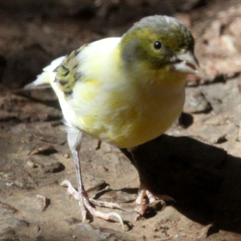 Canary hybrid
