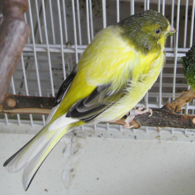Canary mule