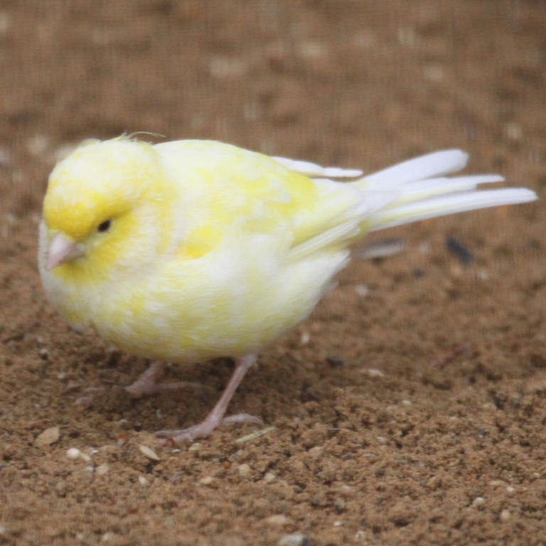 Domestic Canary