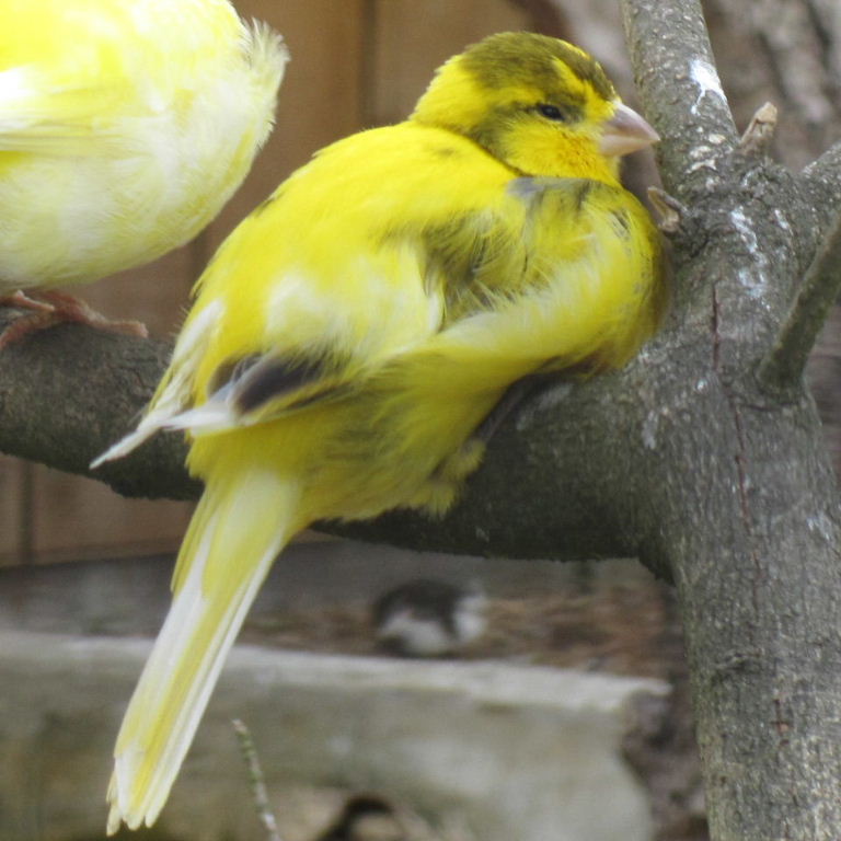 Domestic Canary