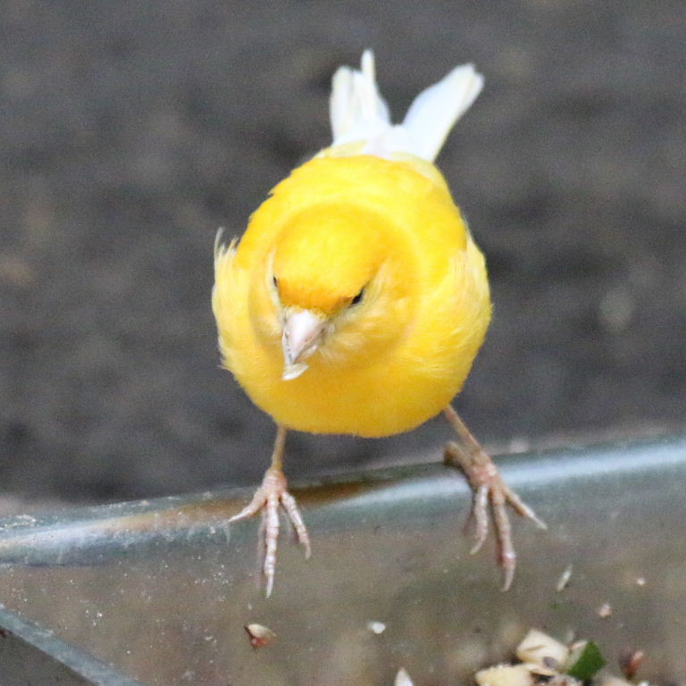 Domestic Canary