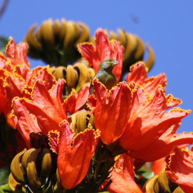 Canary in Gabon Tulip Tree