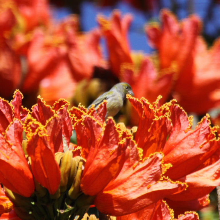 Canary in tulip tree