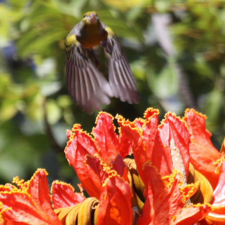 Canary over tulip tree