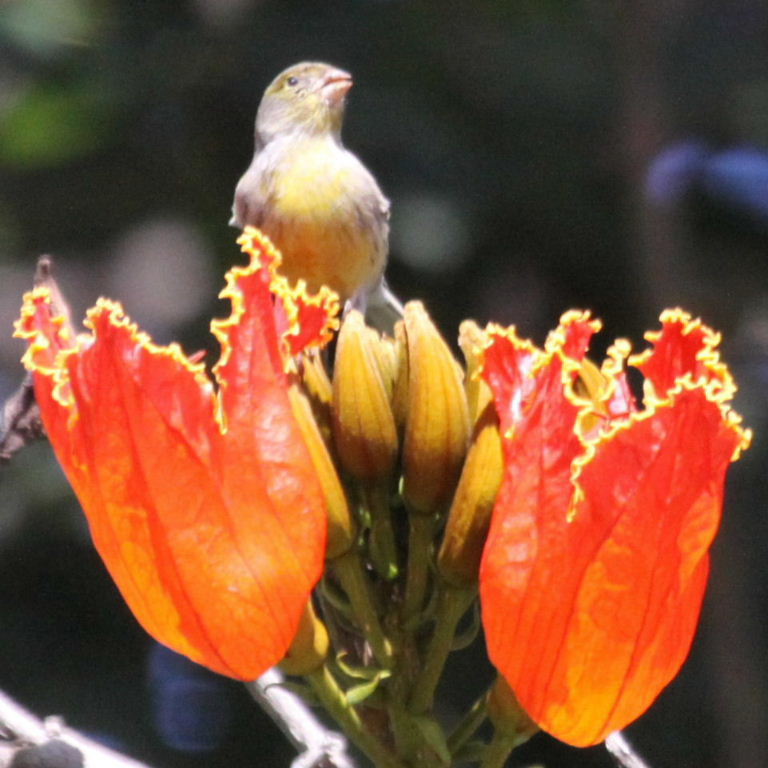 Canary in tulip tree