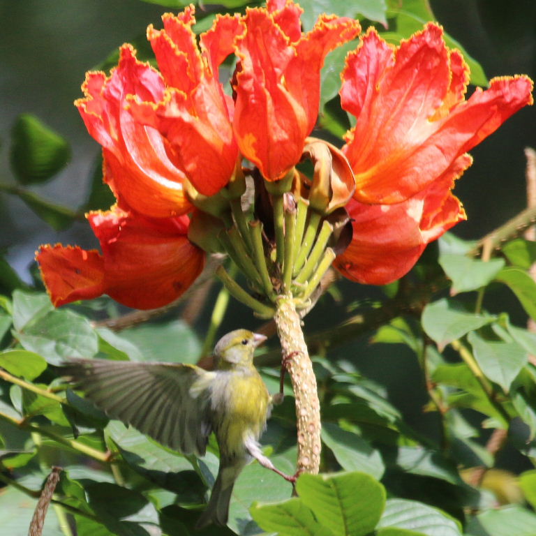 Canary in Gabon Tulip Tree