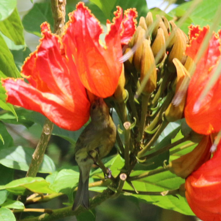 Canary in Gabon Tulip Tree