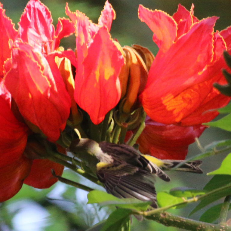 Canary in Gabon Tulip Tree