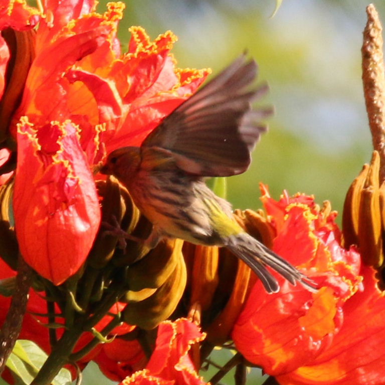 Canary over tulip tree