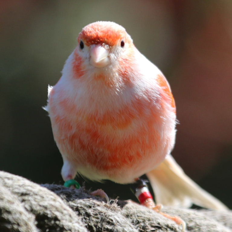 Red-factor Domestic Canary