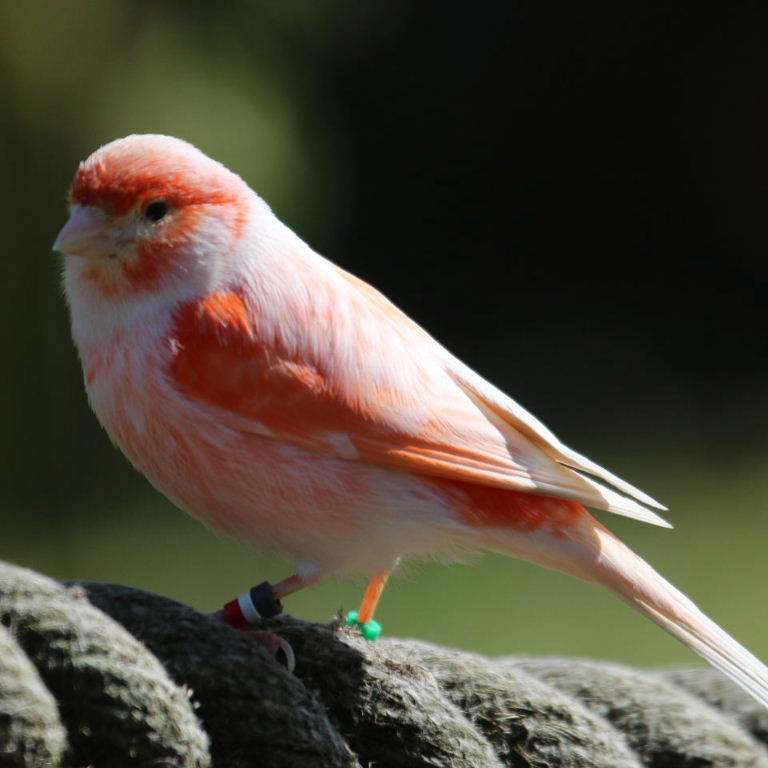 Red-factor Domestic Canary