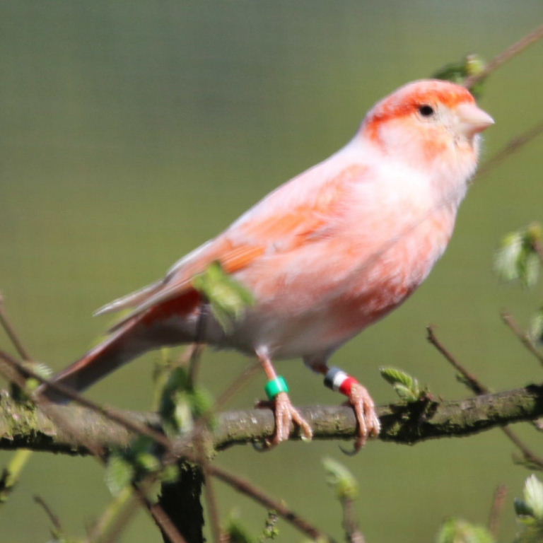 Red-factor Domestic Canary
