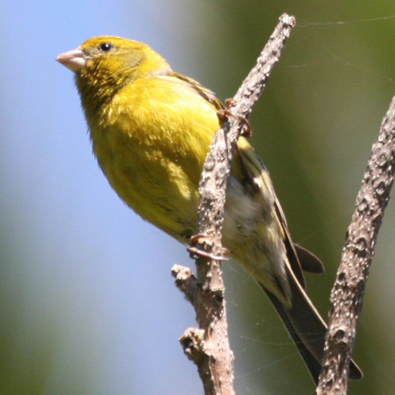 Canary wild male