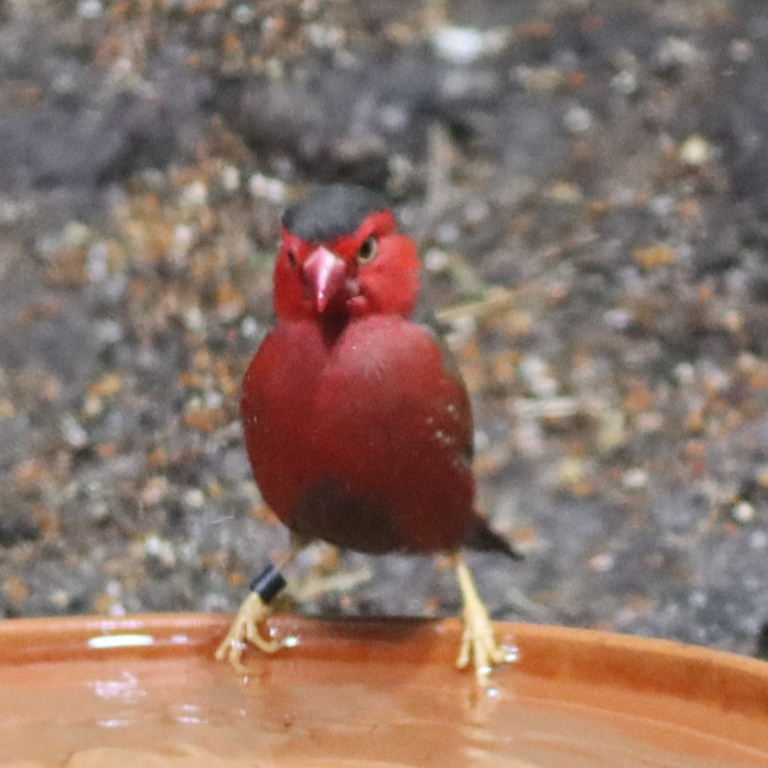 Black-bellied Crimson Finch