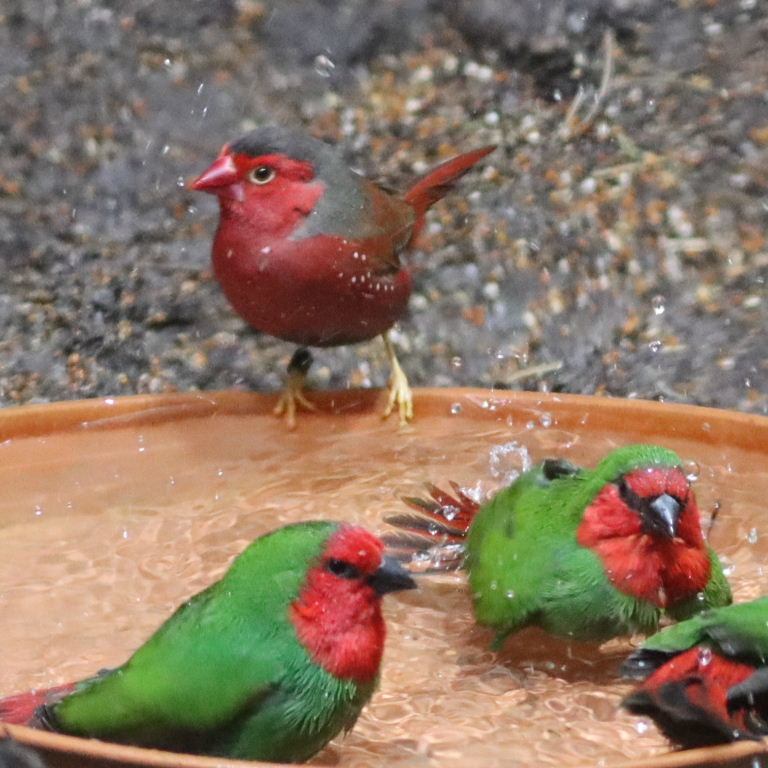 Black-bellied Crimson Finch