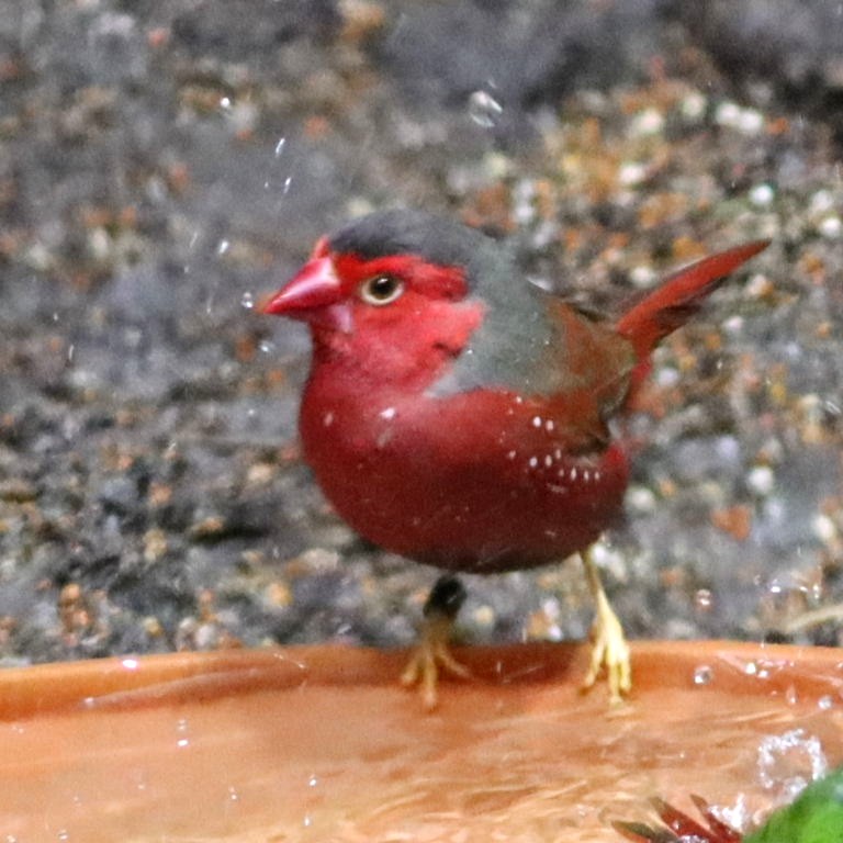 Black-bellied Crimson Finch