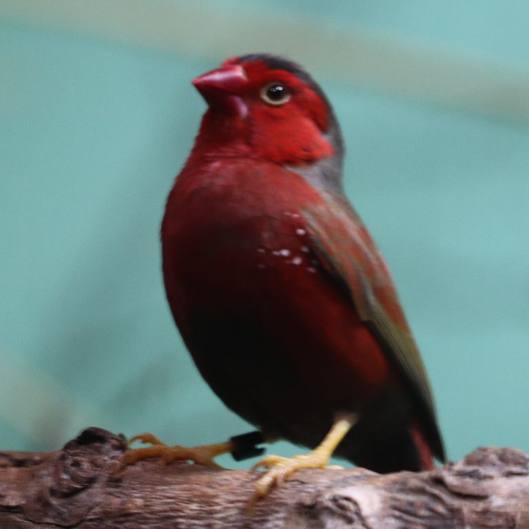 Black-bellied Crimson Finch
